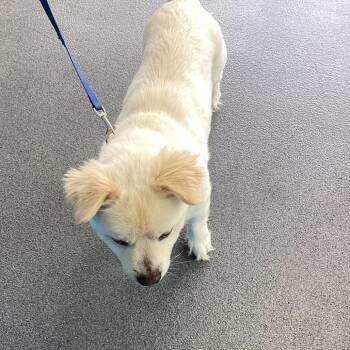 Jethro -  Terrier and Cardigan Welsh Corgi Dog for Adoption in Montgomery, Alabama - Jethro | PetCurious