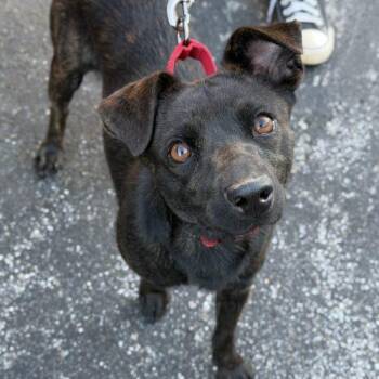 Mixed Breed Dogs Available for Adoption in Georgetown, Kentucky - Devon | PetCurious