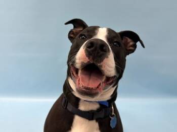 Rescue Terrier and Mixed Breed Dogs for Adoption in Woodbury, Minnesota - 59814207 | PetCurious