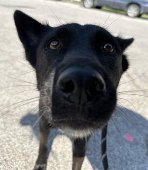 Rescue Siberian Husky and Mixed Breed Dogs for Adoption in Indianapolis, Indiana - OSA | PetCurious