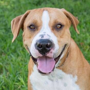 Rescue American Bulldog Dogs for Adoption in Miami, Florida - Waldo | PetCurious
