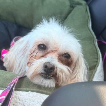 Pearl -  Maltese and Miniature Poodle Dog for Adoption in St. Peters, Missouri - Pearl | PetCurious