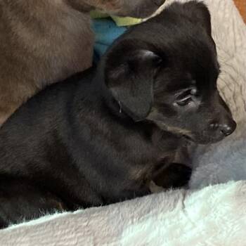 Pit Bull Terrier and Chihuahua Dogs Available for Adoption - Eboni | PetCurious