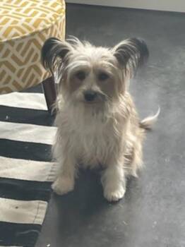 Rescue Chinese Crested Dog Dogs for Adoption in Calgary, Alberta - Stevie | PetCurious