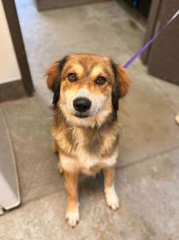 Collie and Mixed Breed Dogs Available for Adoption in Bowling Green, Kentucky - Benny | PetCurious