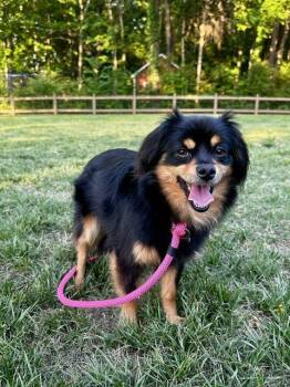 Pomeranian and Dachshund Dogs Available for Adoption in Charlotte, North Carolina - Louisa | PetCurious