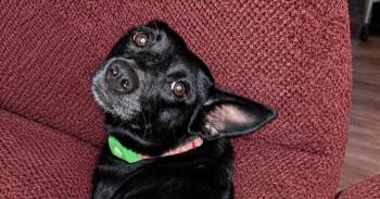 Bella -  Mixed Breed Dog for Adoption in Hartford, Vermont - Bella | PetCurious