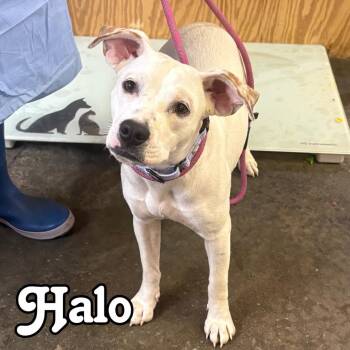 Halo -  Mixed Breed Dog for Adoption in Hillsboro, Ohio - Halo | PetCurious