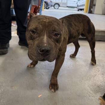 Rescue American Staffordshire Terrier Dogs for Adoption in Northbrook, Illinois - Reputation | PetCurious