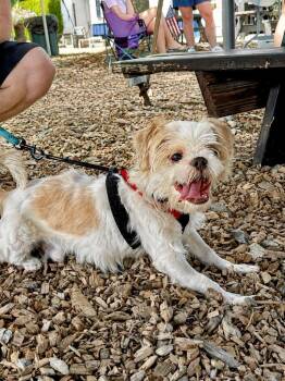Pickles -  Shih Tzu and Brussels Griffon Dog for Adoption in Princeton, Massachusetts - Pickles | PetCurious