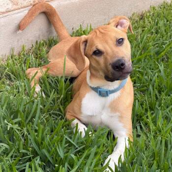 Arlo 26-06-122 -  Mixed Breed Dog for Adoption in Bastrop, Texas - Arlo 26-06-122 | PetCurious