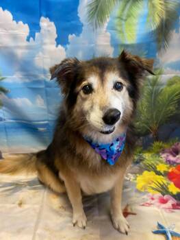 Princess -  Rough Collie Dog for Adoption in Metairie, Louisiana - Princess | PetCurious
