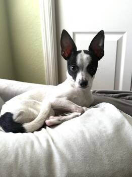 Luna Chi -  Chihuahua Dog for Adoption in Valrico, Florida - Luna Chi | PetCurious