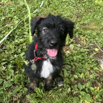 Buddy -  Labradoodle and Cattle Dog Dog for Adoption in Phoenixville, Pennsylvania - Buddy | PetCurious
