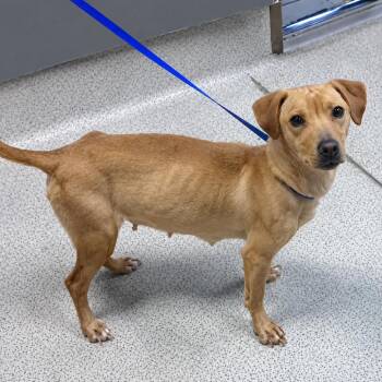 Brie -  Beagle and Mixed Breed Dog for Adoption in Hopkinton, Massachusetts - Brie | PetCurious