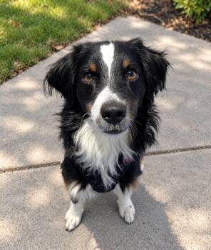 Buddy -  Australian Shepherd and Border Collie Dog for Adoption in Minnetrista, Minnesota - Buddy | PetCurious