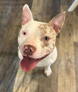 Marshmallow -  Pit Bull Terrier Dog for Adoption in Albany, New York - Marshmallow | PetCurious