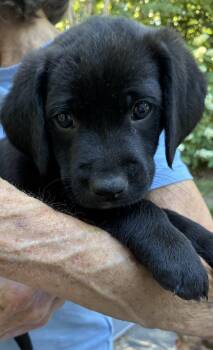 Cosmo -  Black Labrador Retriever Dog Available for Adoption in Richmond, Virginia - Cosmo | PetCurious