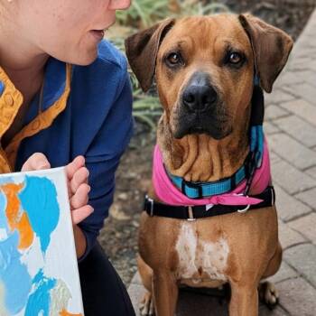 Sadie -  Hound Dog for Adoption in Rockville, Maryland - Sadie | PetCurious