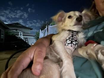 CODY -  Chihuahua Dog for Adoption in Pomona, California - CODY | PetCurious