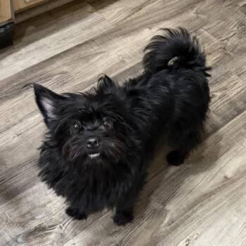 Beetlejuice -  Yorkshire Terrier and Pomeranian Dog for Adoption in Las Vegas, Nevada - Beetlejuice | PetCurious