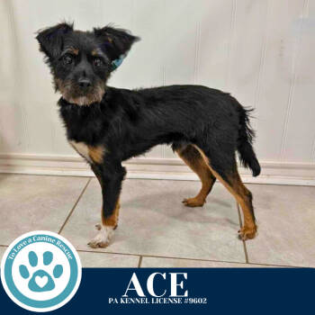 Rescue Terrier Dogs for Adoption in Kimberton, Pennsylvania - Ace 111525 | PetCurious
