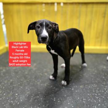 Rescue Black Labrador Retriever Dogs for Adoption in Oviedo, Florida - Highlighter | PetCurious