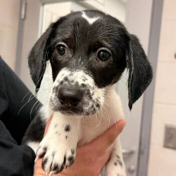 Almond Joy -  Beagle and Mixed Breed Dog for Adoption in Evansville, Indiana - Almond Joy | PetCurious