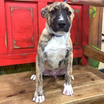 Mixed Breed Dogs Available for Adoption in Midland, Texas - FWT Munchkin | PetCurious