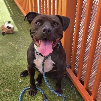 DUSTY ROSE -  Pit Bull Terrier Dog for Adoption in Las Vegas, Nevada - DUSTY ROSE | PetCurious