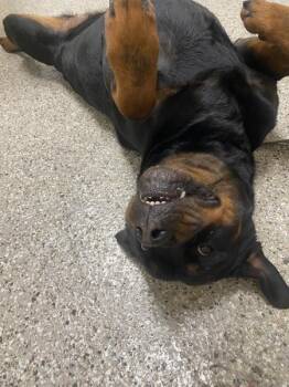 Rottweiler Dogs Available for Adoption in Vancouver, Washington - Kira | PetCurious