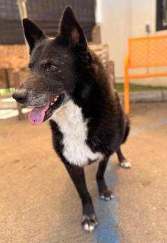 Border Collie and Shepherd Dogs Available for Adoption in Los Angeles, California - Sasha | PetCurious