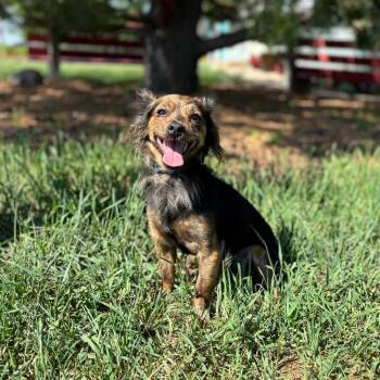 Dove--In Foster -  Chihuahua Dog for Adoption in Fargo, North Dakota - Dove--In Foster | PetCurious