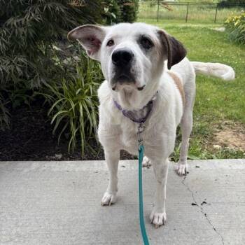 Swiss Cheese -  Mixed Breed Dog for Adoption in Canal Winchester, Ohio - Swiss Cheese | PetCurious