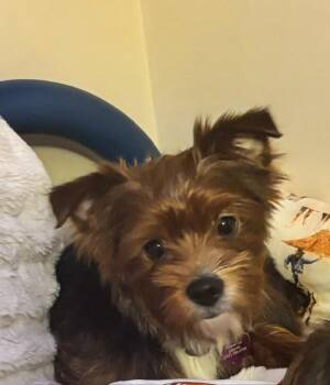 Rusty -  Yorkshire Terrier Dog for Adoption in Williamsburg, Virginia - Rusty | PetCurious