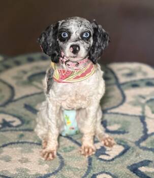 Blue Bella -  Cockapoo Dog for Adoption in Milton, Georgia - Blue Bella | PetCurious