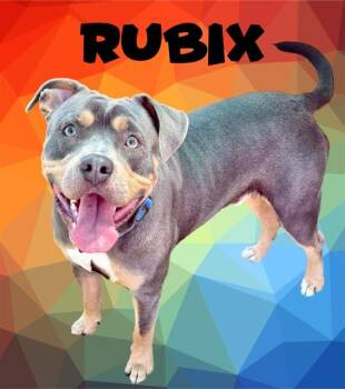RUBIX -  Pit Bull Terrier and Mixed Breed Dog for Adoption in Sarasota, Florida - RUBIX | PetCurious