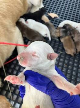 CANNOLI -  Mixed Breed Dog for Adoption in Dallas, Texas - CANNOLI | PetCurious