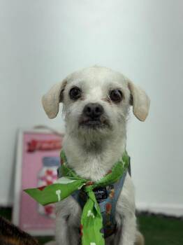 Phoenix-One of our Amazing Rescue Dogs -  Border Terrier and Brussels Griffon Dog for Adoption in Carlsbad, California - Phoenix-One Of Our Amazing Rescue Dogs | PetCurious