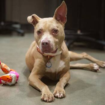 Shimmer -  Pit Bull Terrier and Mixed Breed Dog for Adoption in Atlanta, Georgia - Shimmer | PetCurious