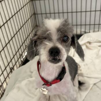 Shih Tzu Dogs Available for Adoption - Oscar | PetCurious