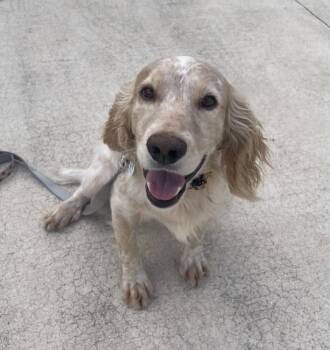 Scout -  Retriever and Setter Dog for Adoption in Osteen, Florida - Scout | PetCurious