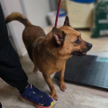 Rusty -  Finnish Spitz Dog for Adoption in Hinesville, Georgia - Rusty | PetCurious