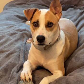 Pit Bull Terrier Dogs Available for Adoption in Livingston, Texas - Trinket | PetCurious