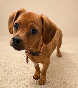 Tito Jackson (M) -  Chihuahua Dog for Adoption in Nashville, Tennessee - Tito Jackson (M) | PetCurious