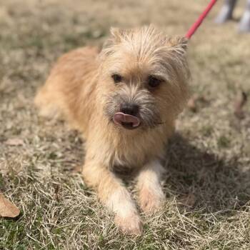 Border Terrier Dogs Available for Adoption - PEANUT BUTTER | PetCurious