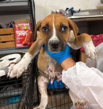 Mixed Breed Dogs Available for Adoption in West Chester, Pennsylvania - Chase | PetCurious