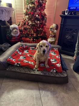 Betty -  Cocker Spaniel Dog for Adoption in Jamestown, California - Betty | PetCurious