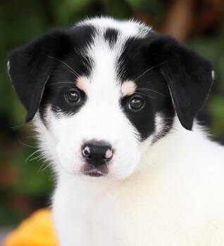 Bandit von Singen -  German Shepherd Dog Dog for Adoption in Los Angeles, California - Bandit Von Singen | PetCurious