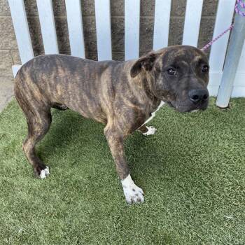 Rescue Pit Bull Terrier and Mixed Breed Dogs for Adoption in Modesto, California - A603484 | PetCurious